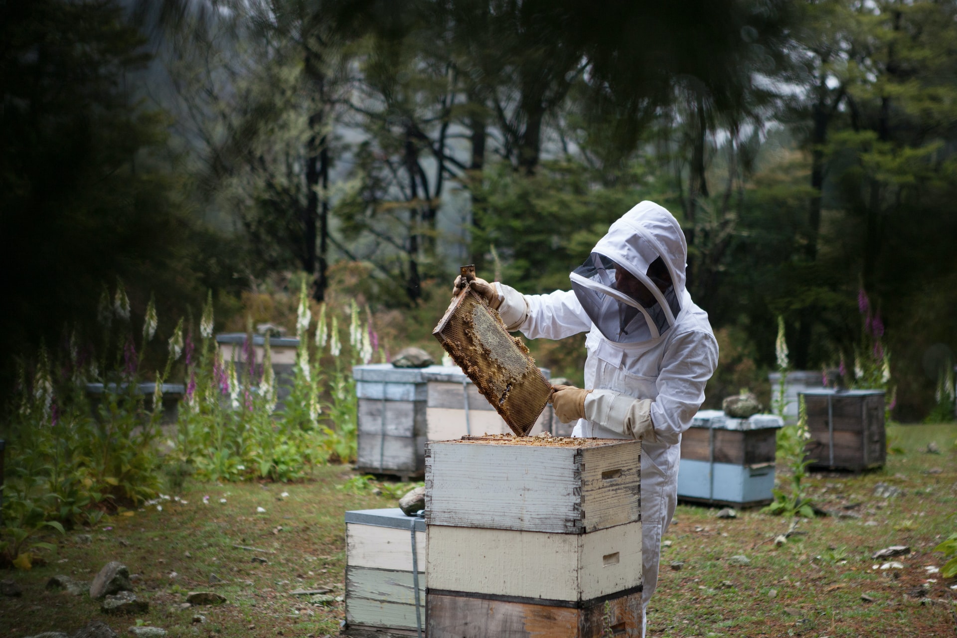 A beekeeper harvesting honey from a hive in a bee suit