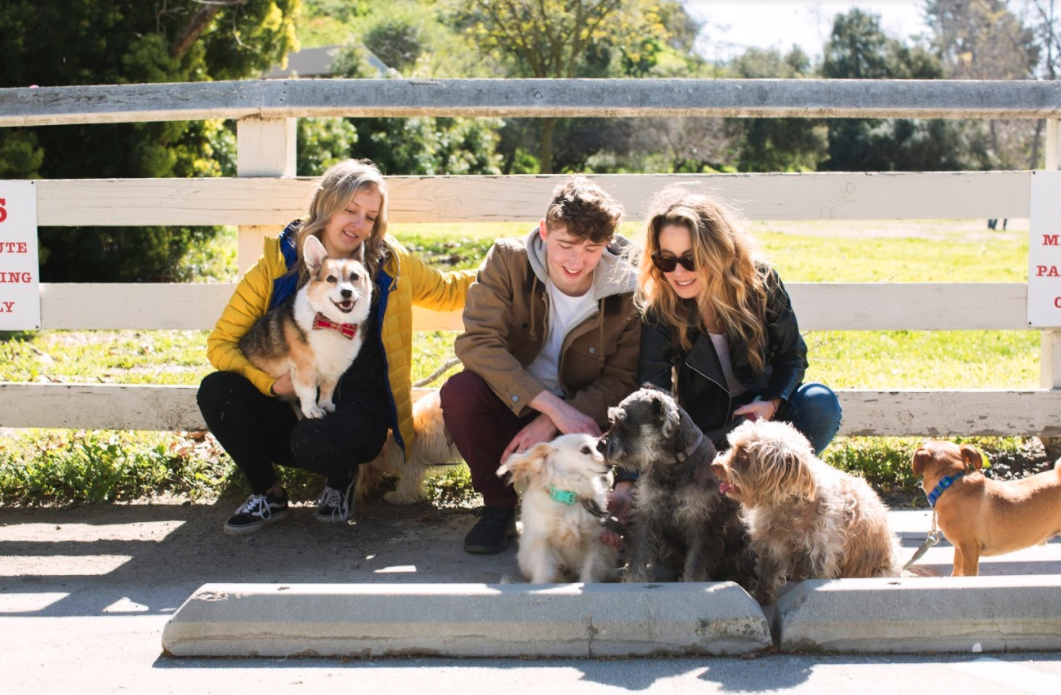 feel good dog stories