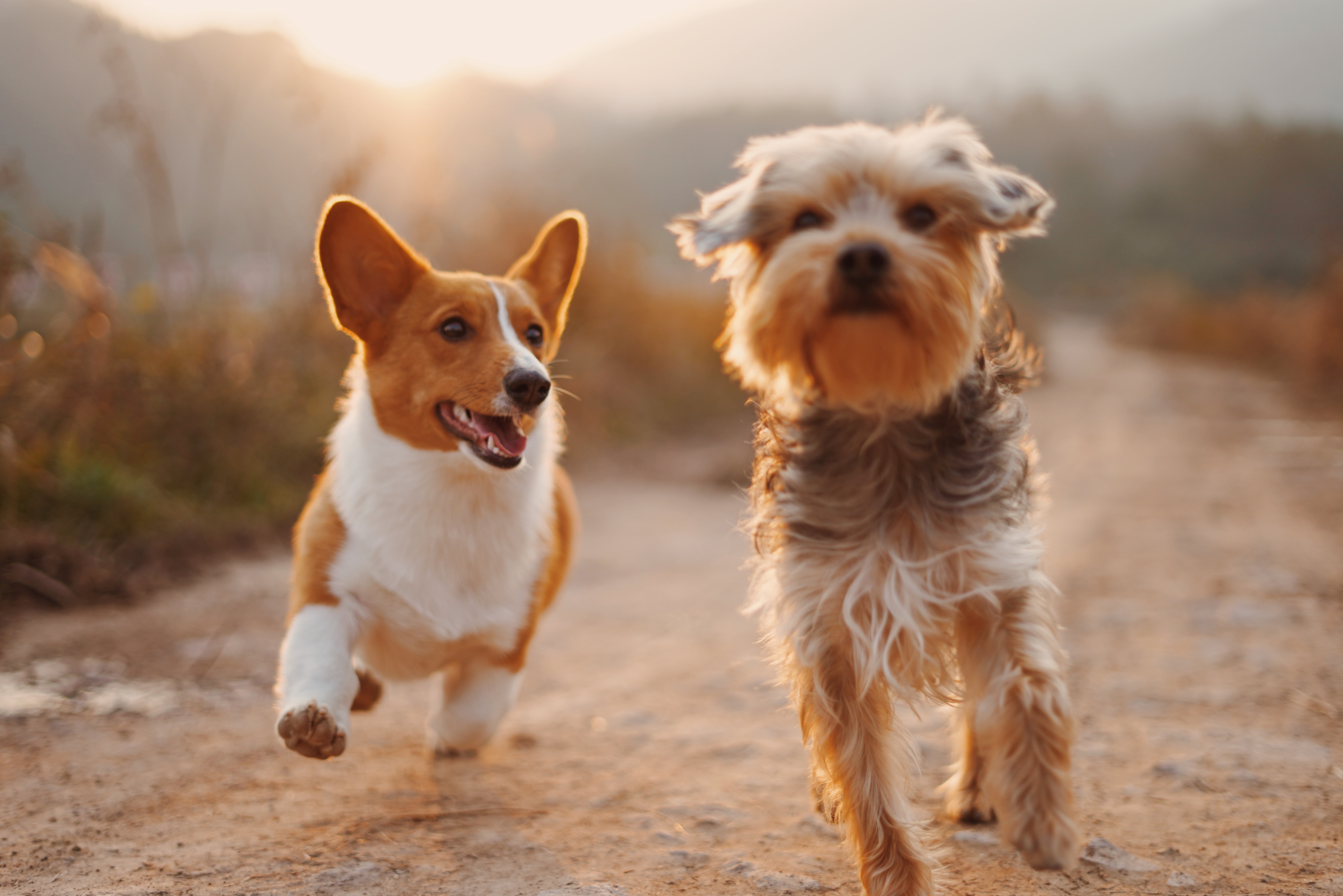 Use this pet fundraising guide to get your pet back on their paws