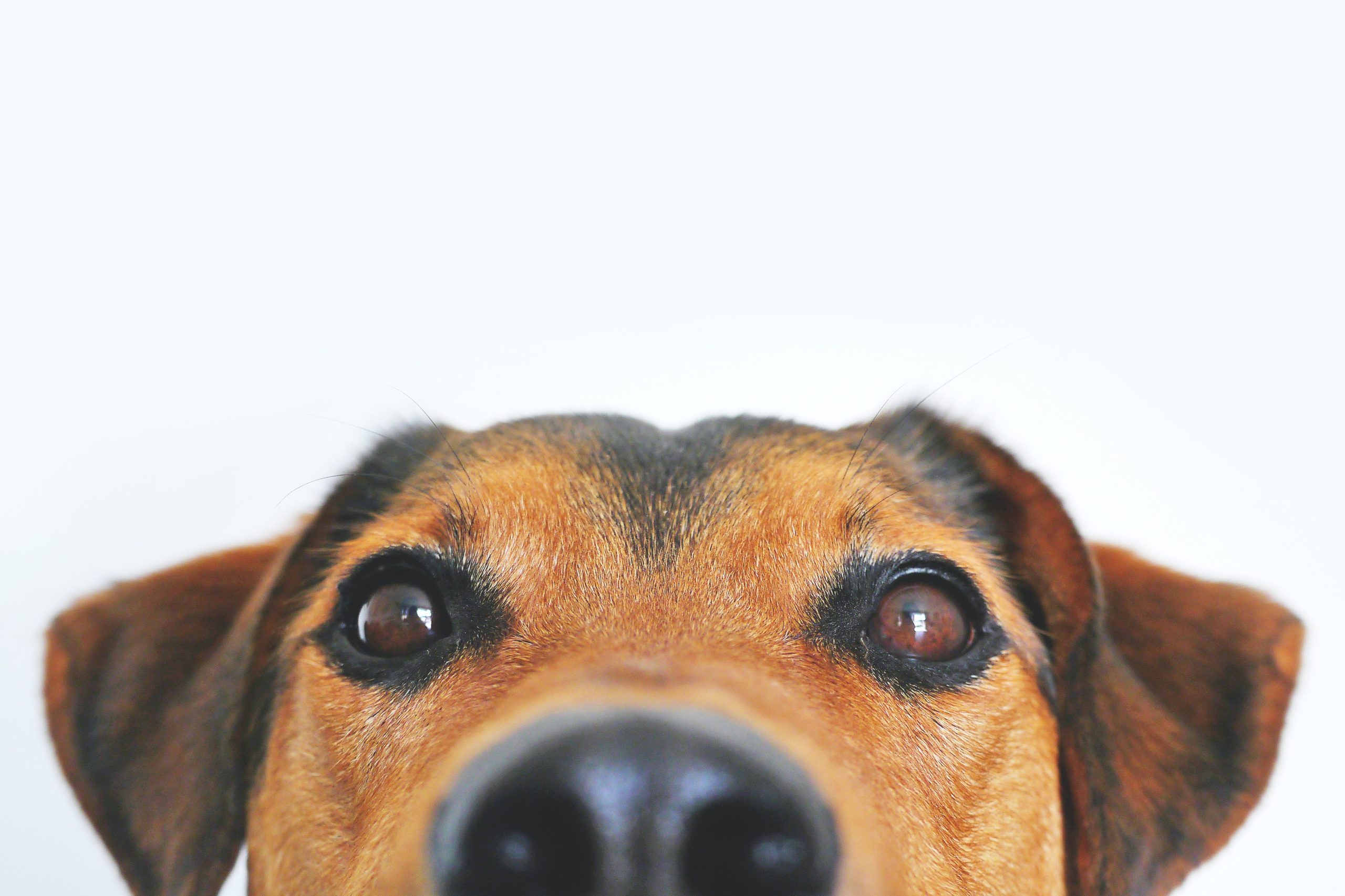 cagnolino