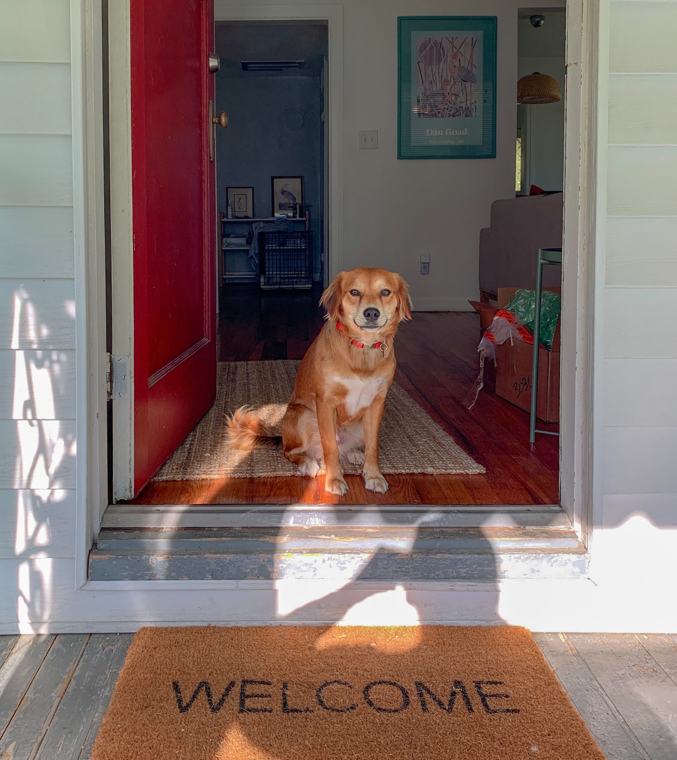 Cane benvenuto a casa