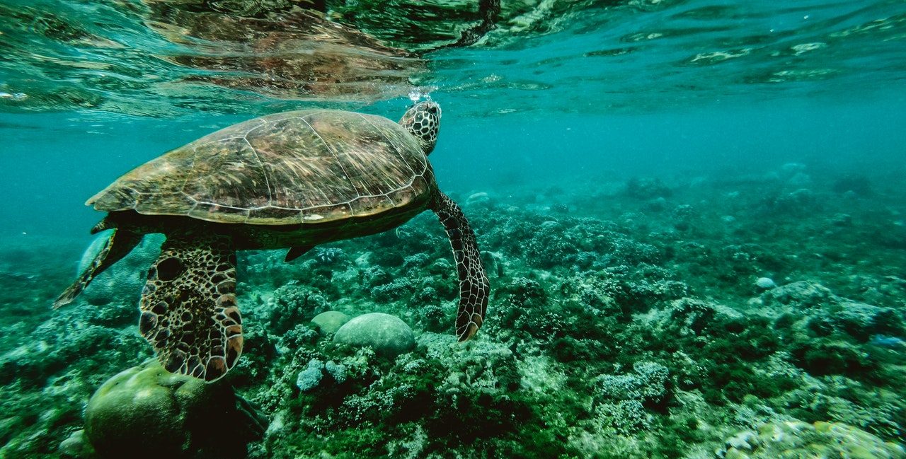 Turtle swimming in the ocean